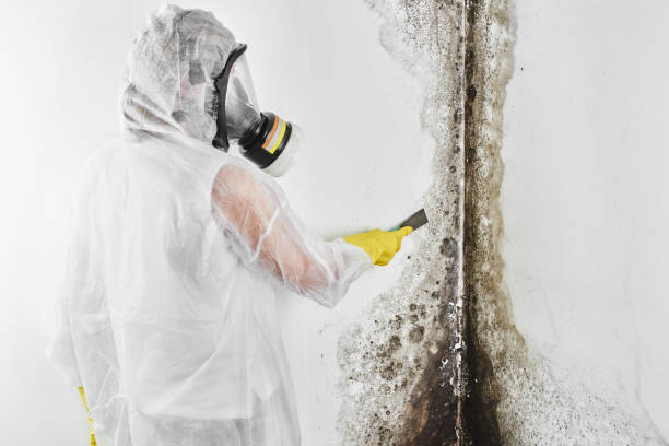 Best Black Mold Remediation in Harrogate, TN