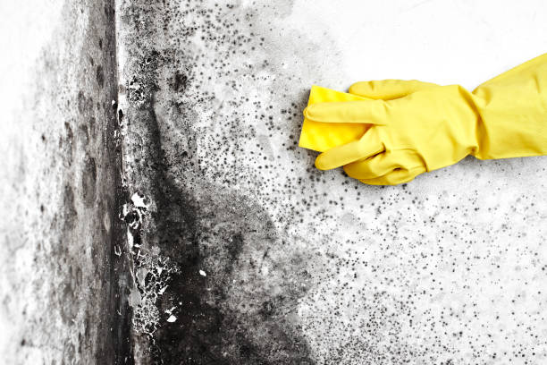 Best Bathroom Mold Remediation in Harrogate, TN