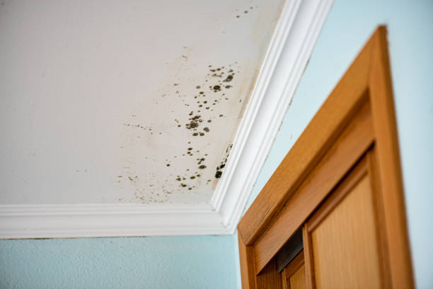 Best Insurance-Related Mold Remediation in Harrogate, TN