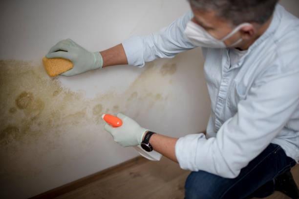 Best Emergency Mold Remediation in Harrogate, TN