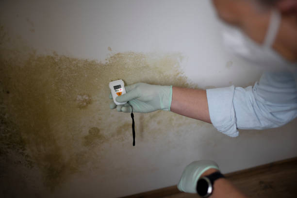 Best Residential Mold Remediation in Harrogate, TN