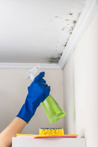 Best Residential Mold Remediation in Harrogate, TN